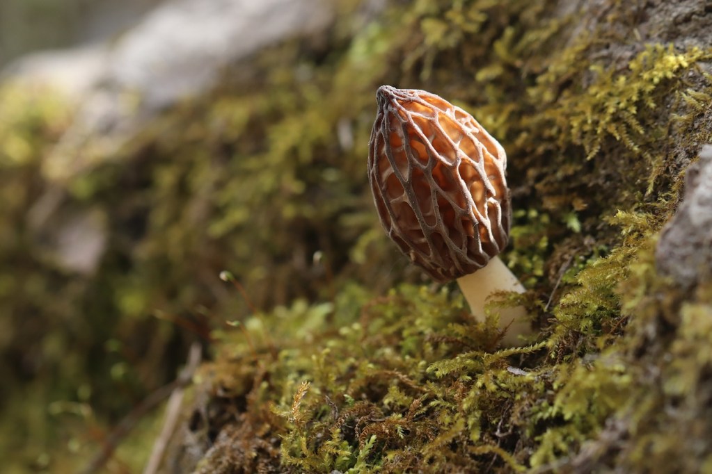 A morel mushroom growing on a tree