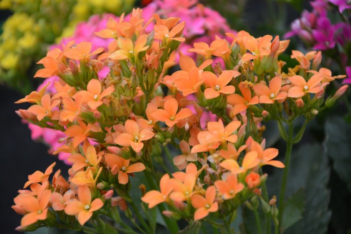 Light orange kalanchoe blossfeldiana flowers