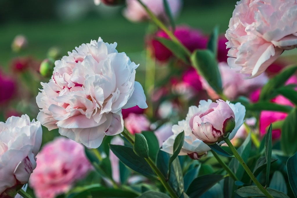 Pink peony flowers