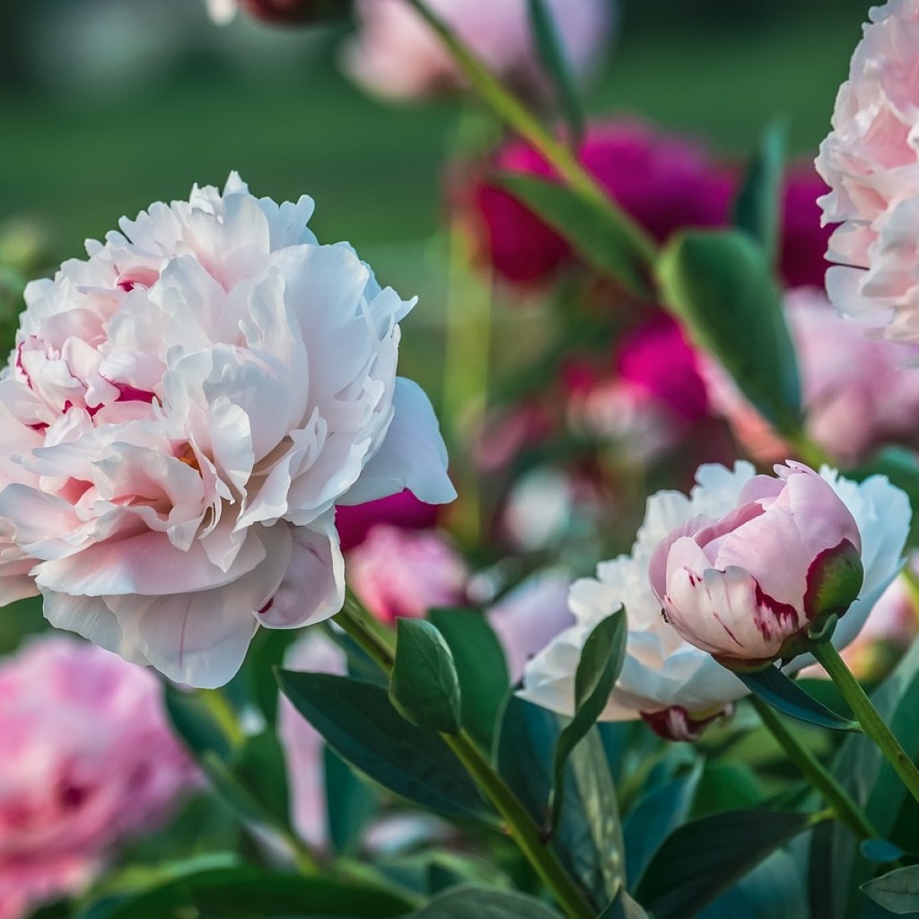 Pink peony flowers