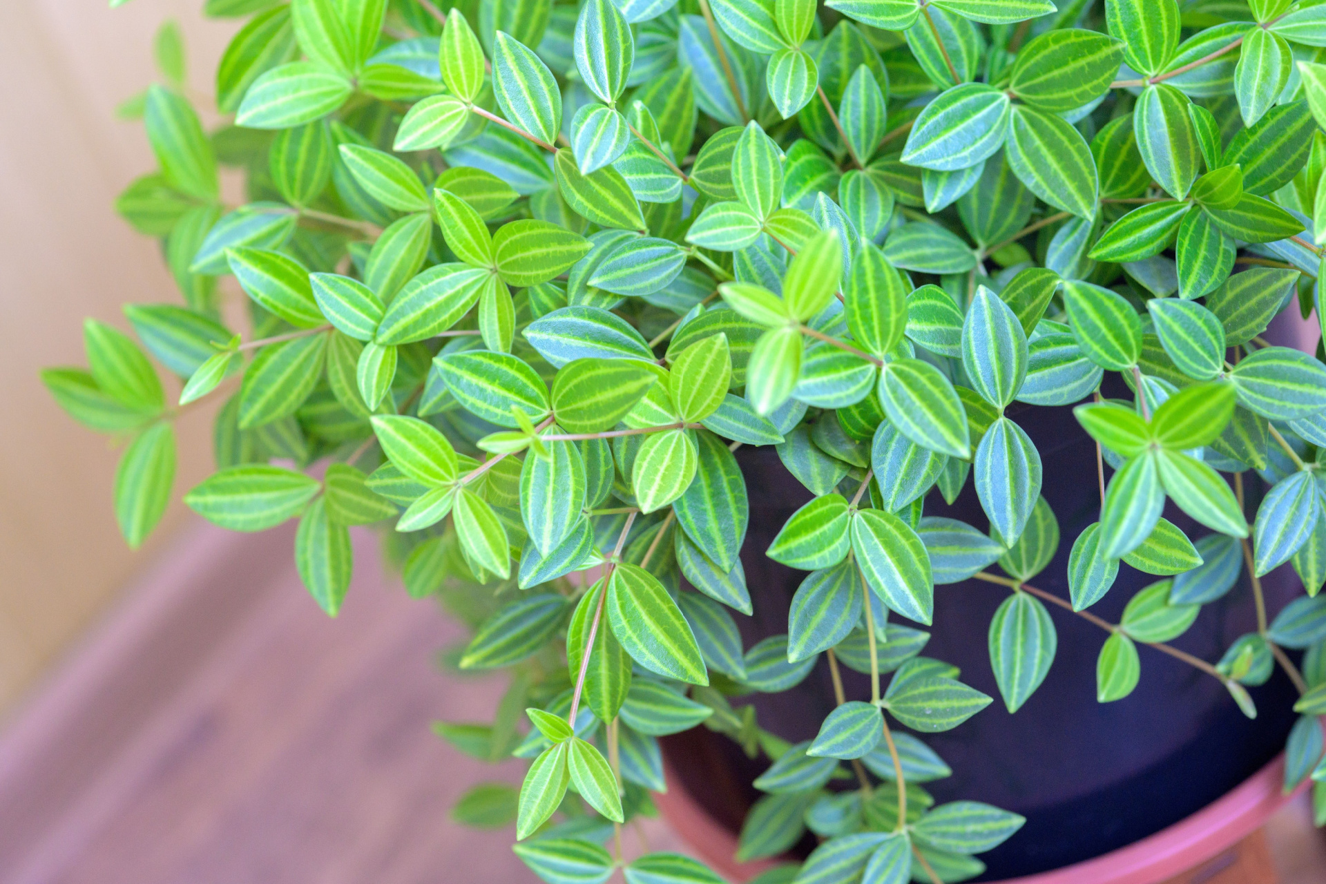 Peperomia angulata close-up