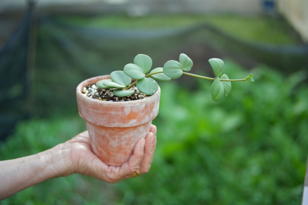 Peperomia hope