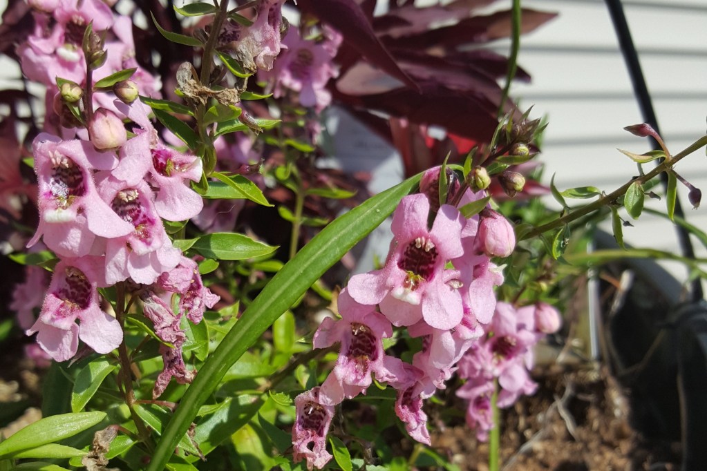 Pink angelonia flowers