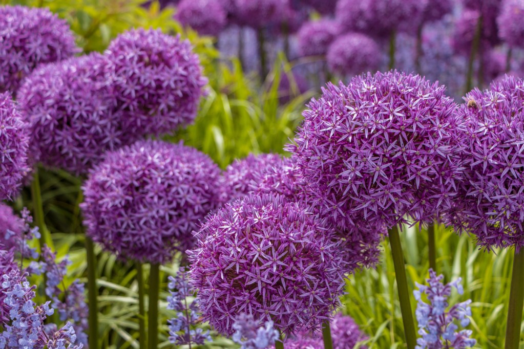 Purple allium blooms