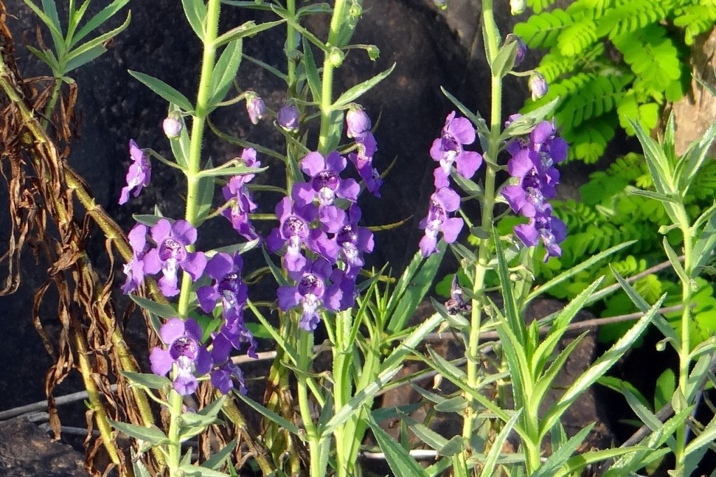 Purple angelonia flowers