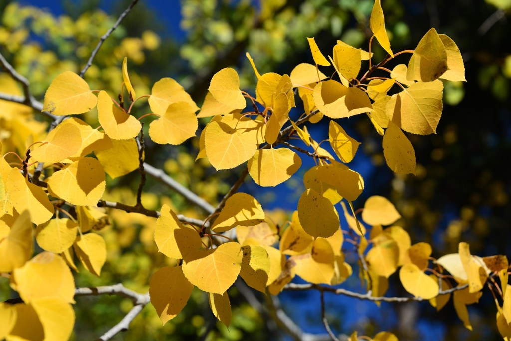 Yellow quaking aspen leaves