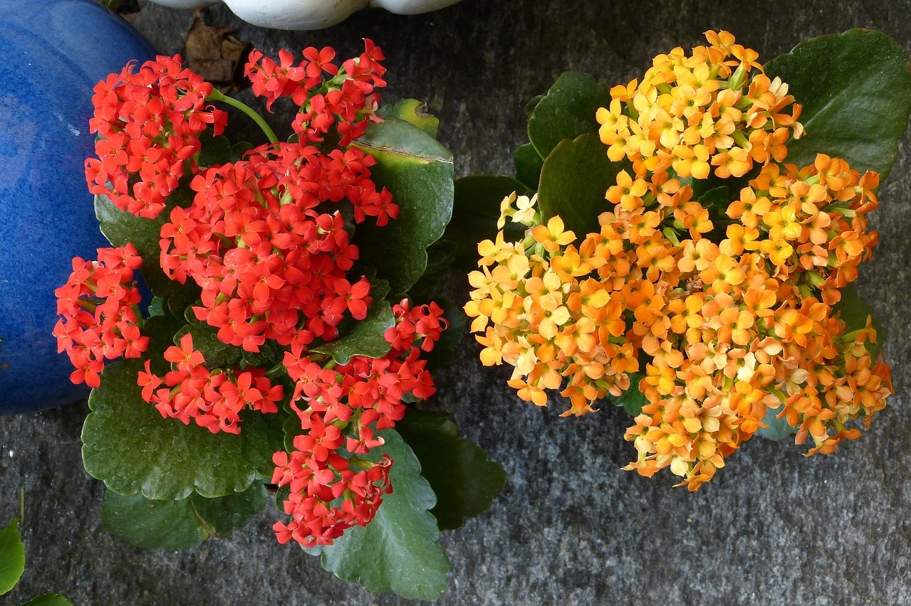 Red and yellow kalanchoe flowers