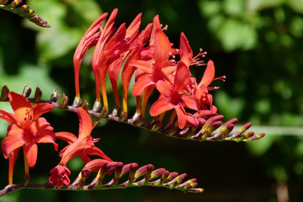 Red crocosmia flowers