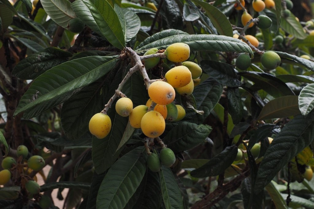 Loquat fruits at various stages of ripening
