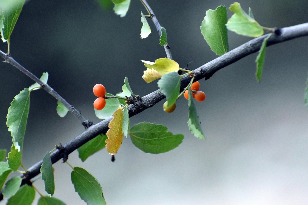 How To Grow and Care for Your Own Hackberry Trees | HappySprout