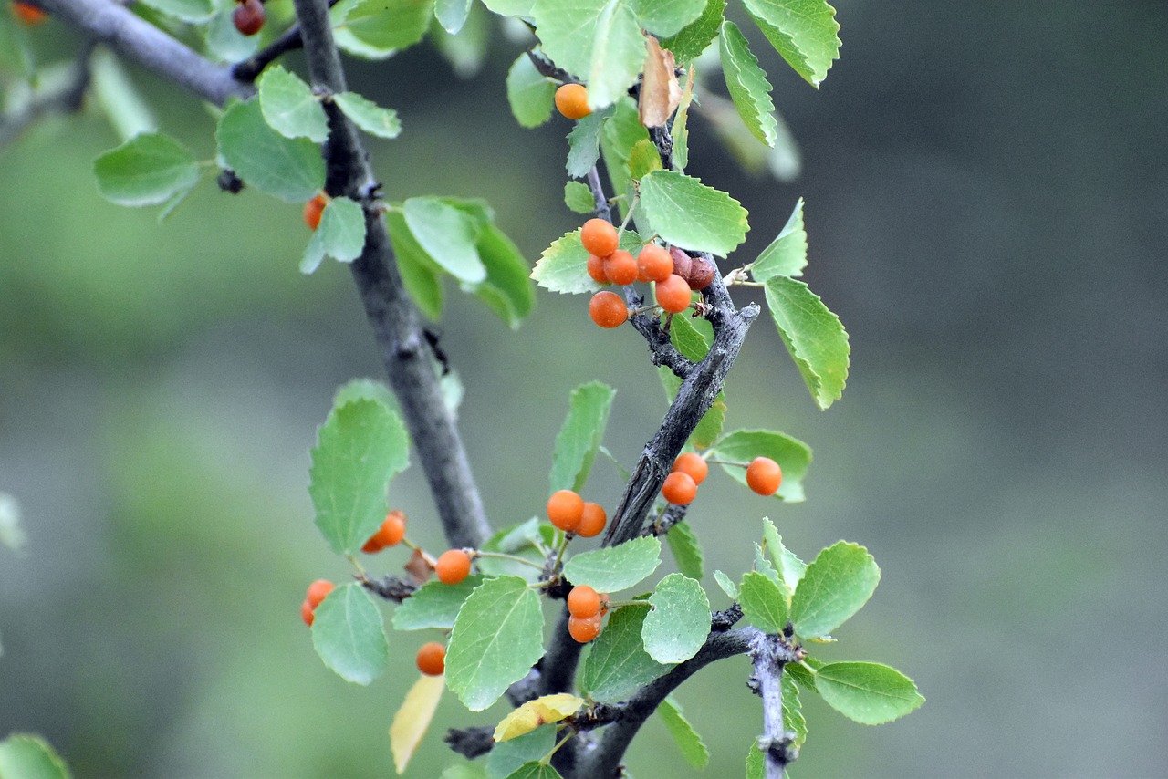 Spiny hackberry fruits ripening