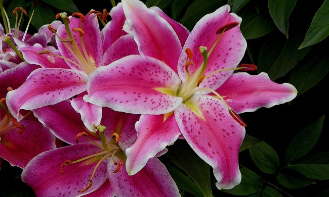 A cluster of stargazer lily flowers