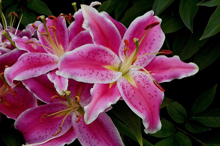 A cluster of stargazer lily flowers