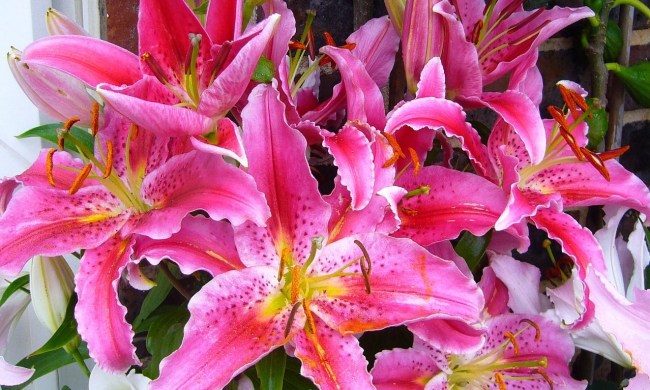 A bouquet of stargazer lilies