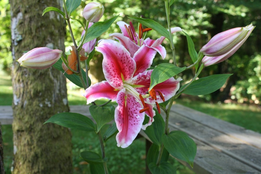 A stargazer lily with two buds to either side of it