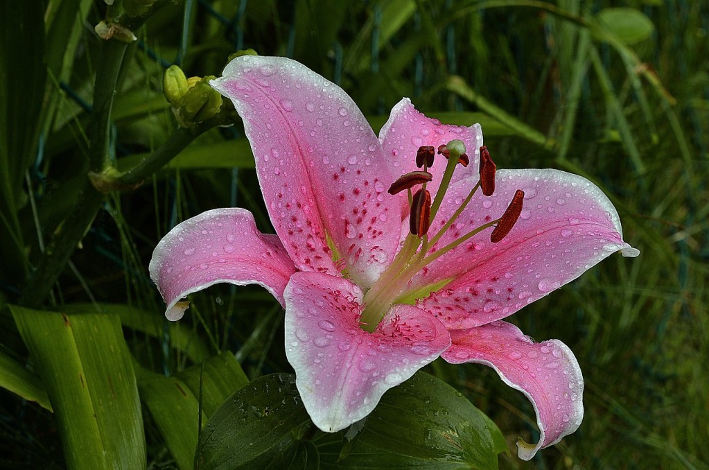 Stargazer lily bloom