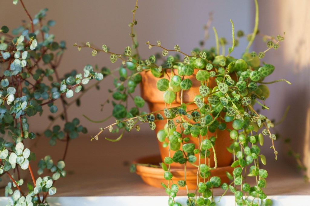 String of turtles