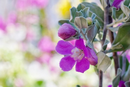 A purple Texas sage flower