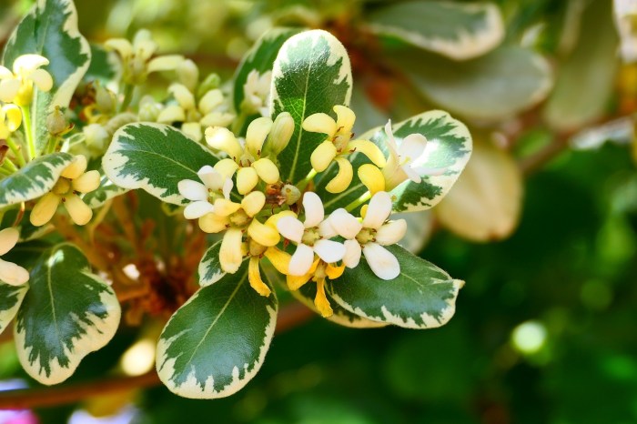 Pittosporum shrub with variegated leaves and white flowers