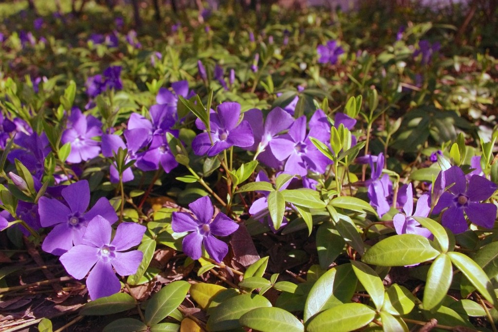 Purple periwinkle (Vinca minor) flowers