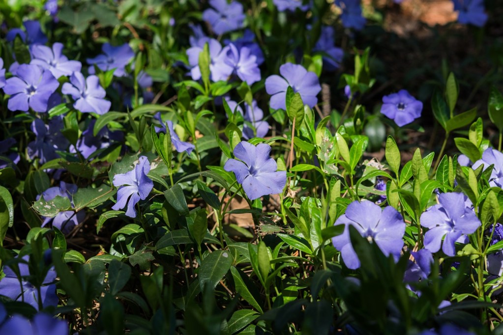 Blue periwinkle (Vinca minor) flowers