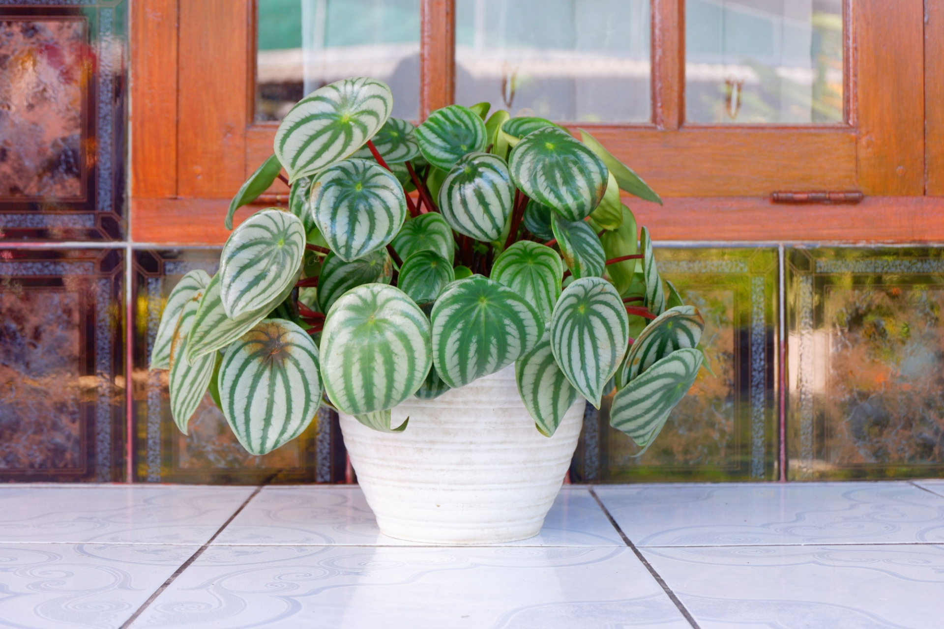 Watermelon peperomia