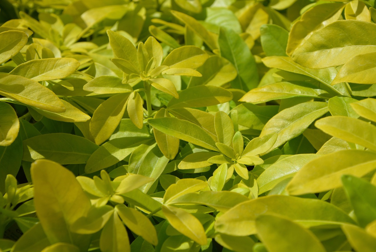 Pittosporum shrub with yellow-green leaves