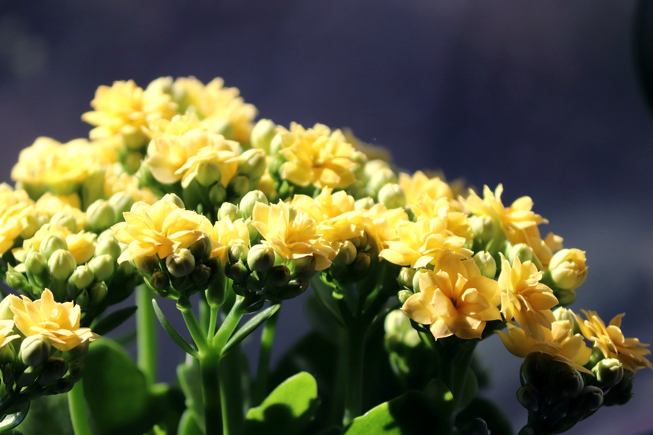Yellow Kalanchoe blossfeldiana flowers