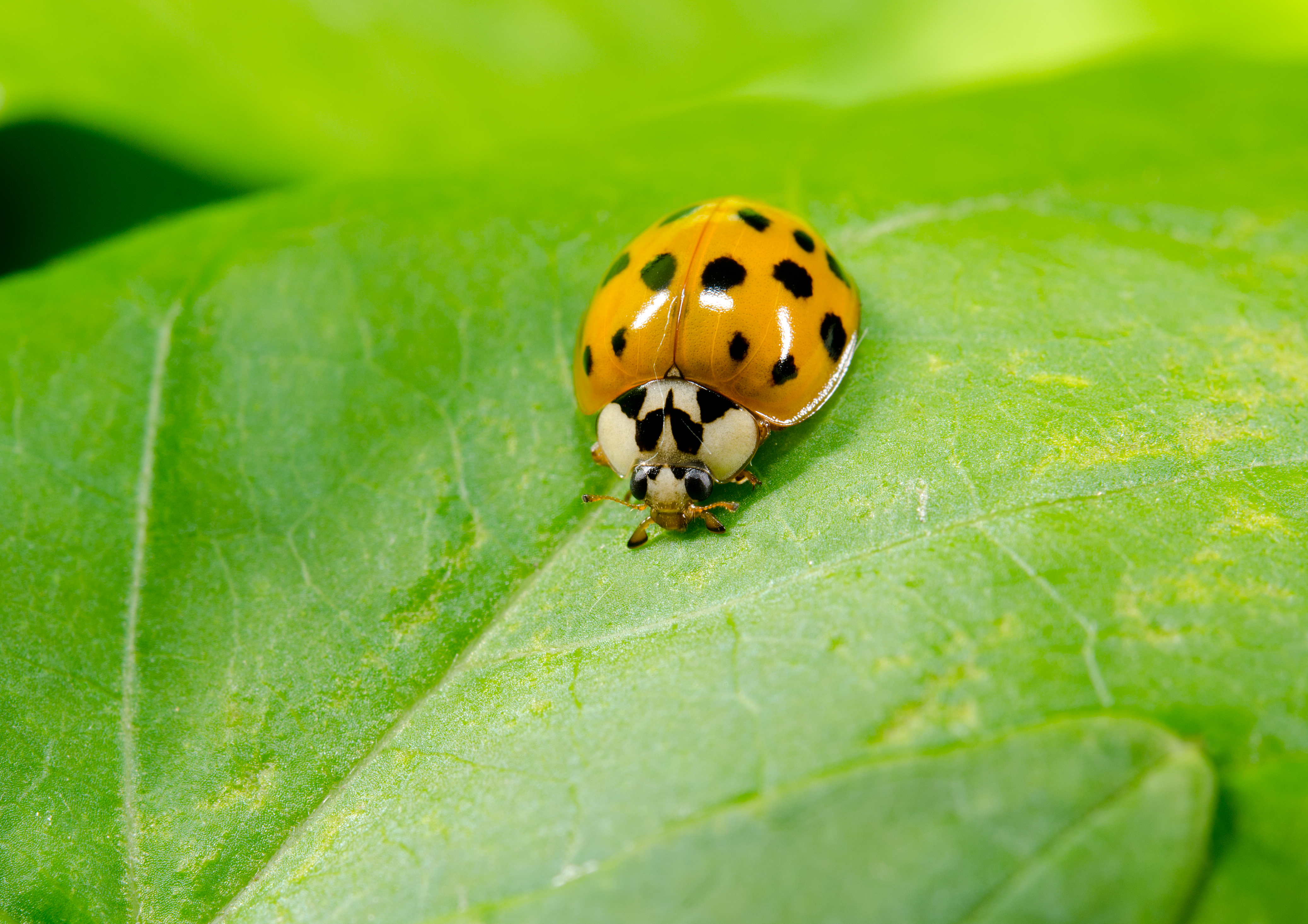 Asian lady beetle