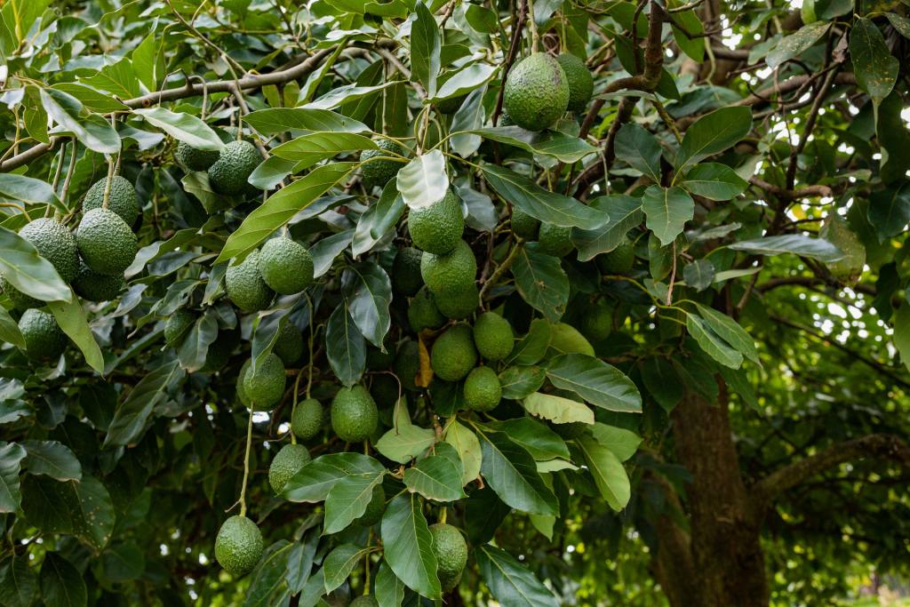 Avocado tree with lots of fruits