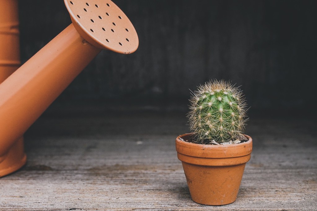 A small potted cactus next to an orange watering can