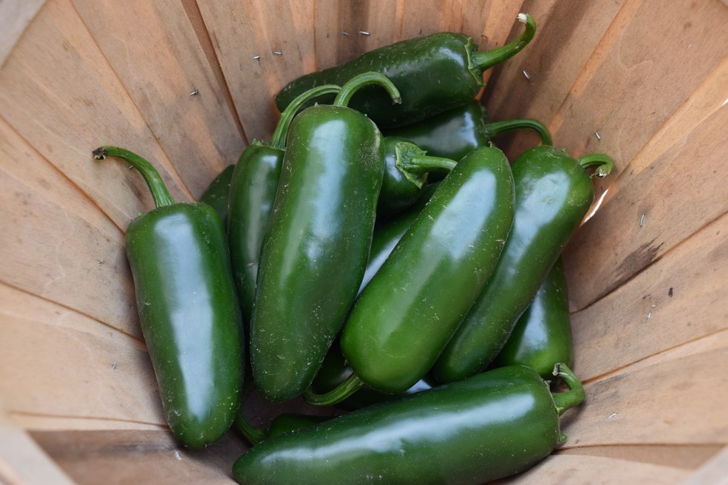 Harvested jalapenos in a basket