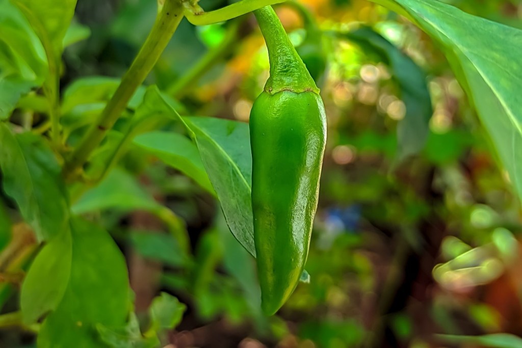 A jalapeno growing