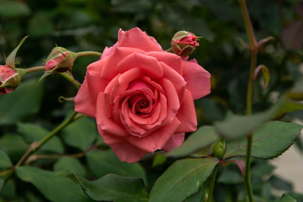 Pink Knock Out rose