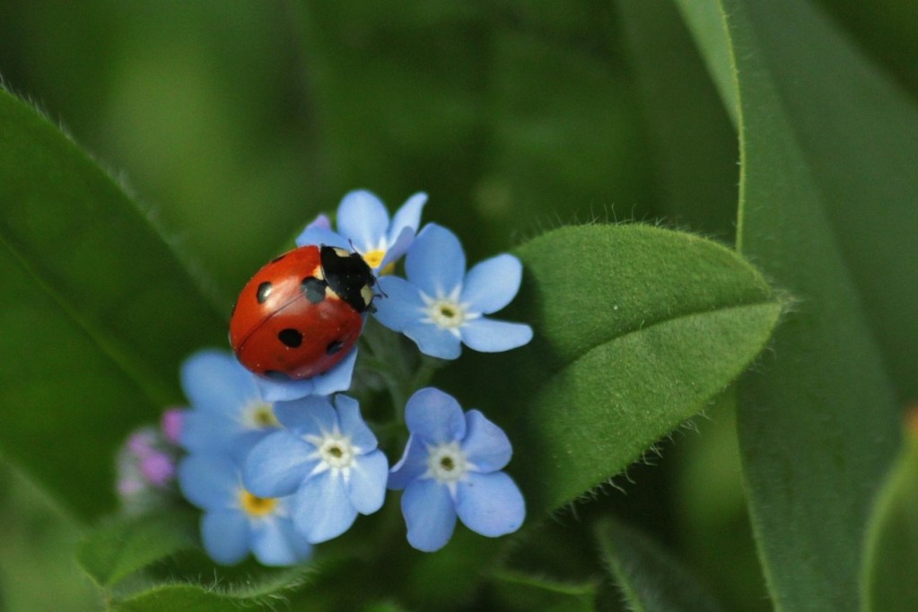 A ladybug on a forget-me-not