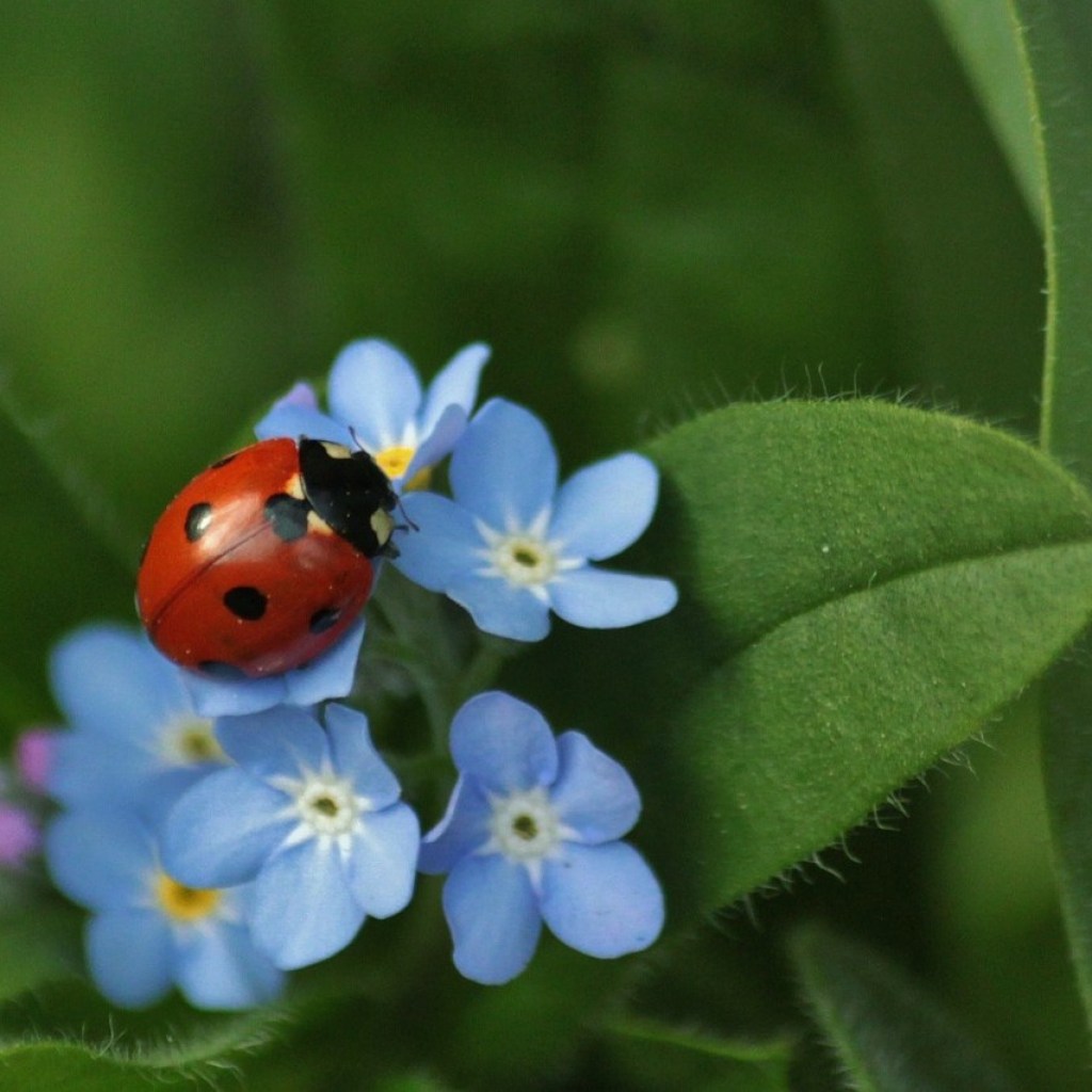 A ladybug on a forget-me-not