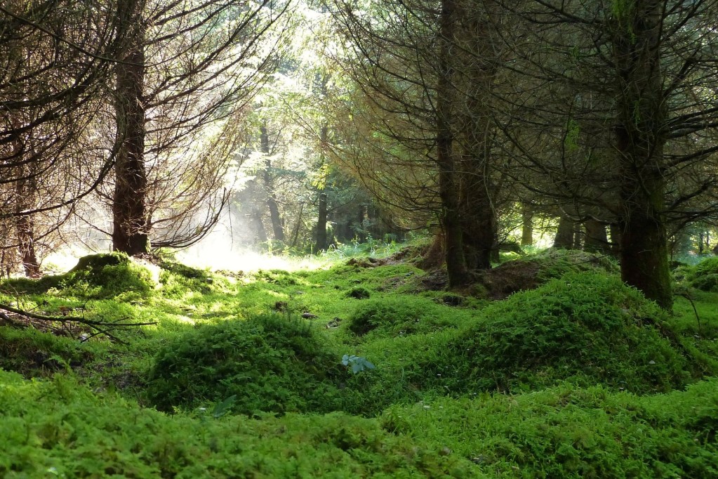 Moss growing on the forest floor