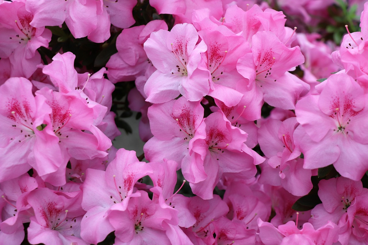 Pink azalea flowers