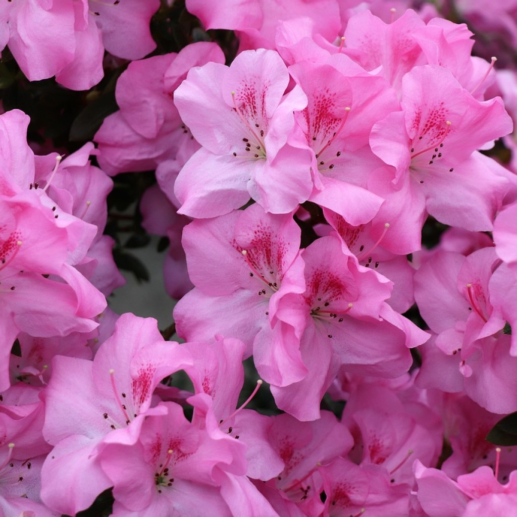 Pink azalea flowers