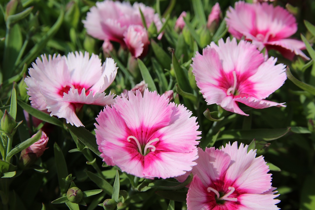 Pink dianthus flowers