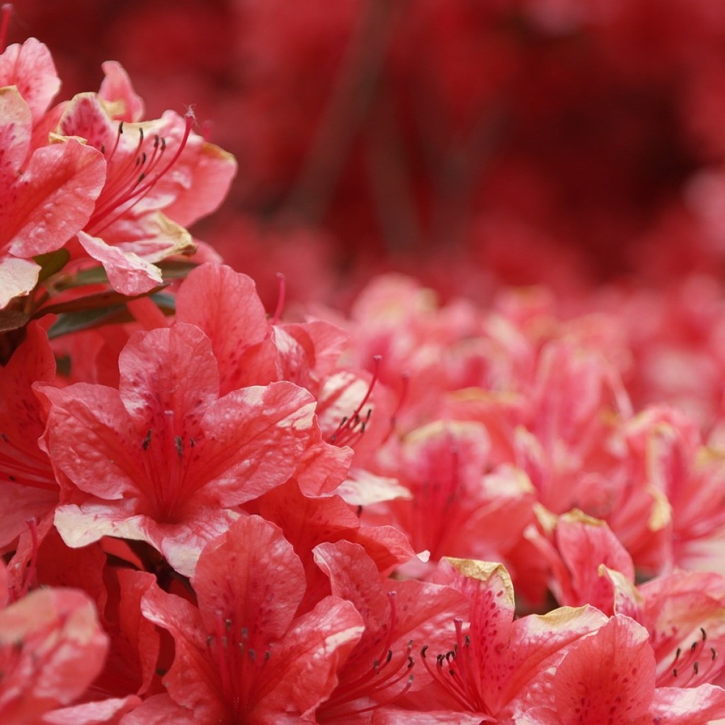 Red azalea flowers