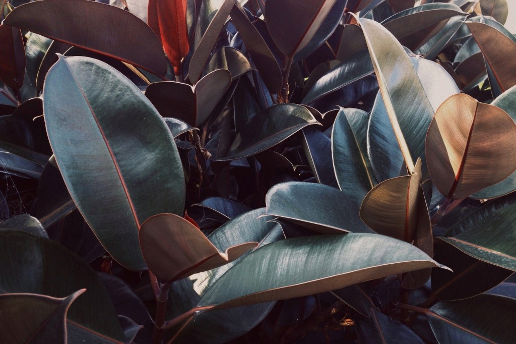 Rubber tree plant with dark leaves