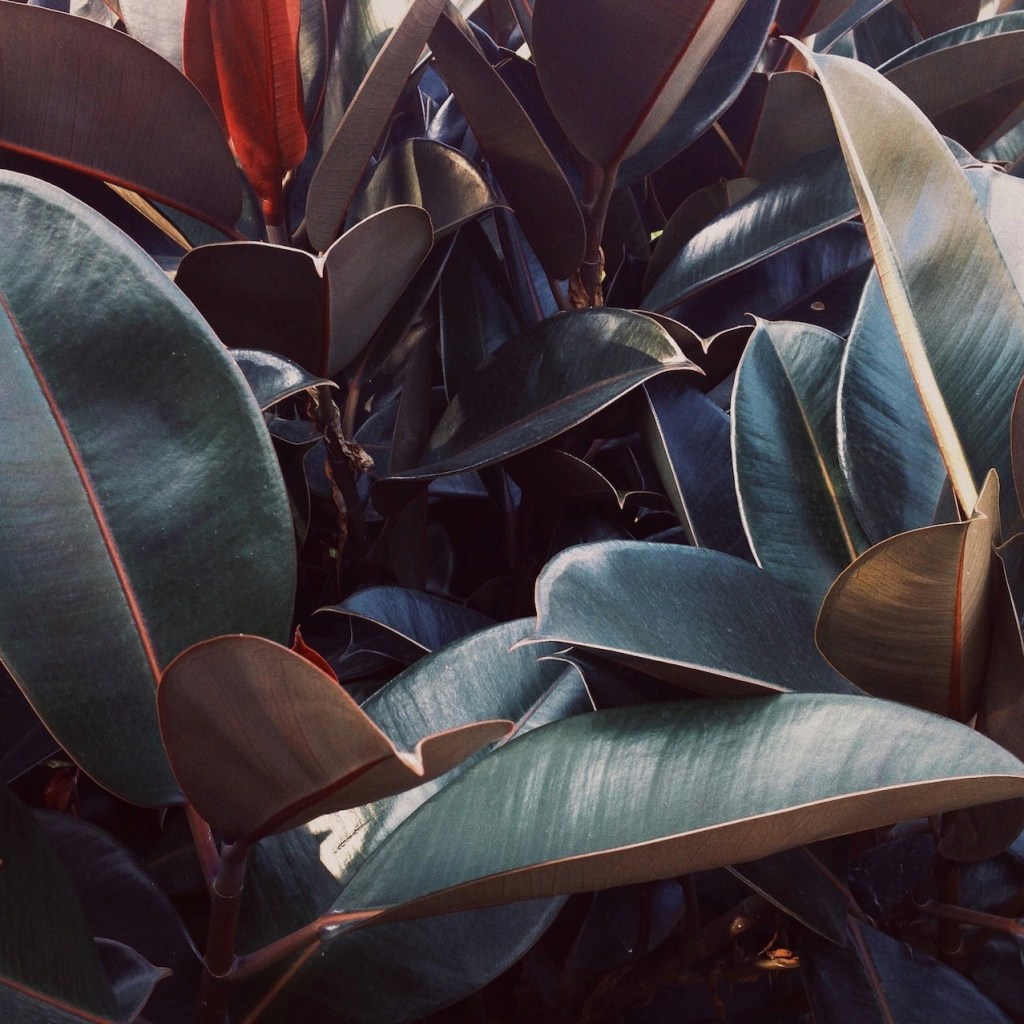 Rubber tree plant with dark leaves