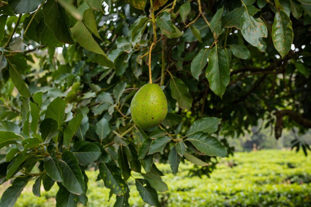 Avocado fruit on tree