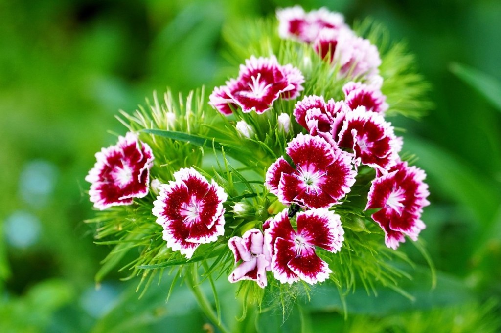 A cluster of small dianthus flowers