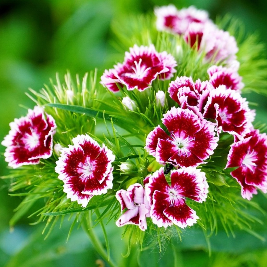 A cluster of small dianthus flowers
