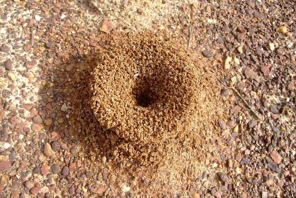 An anthill on pavement