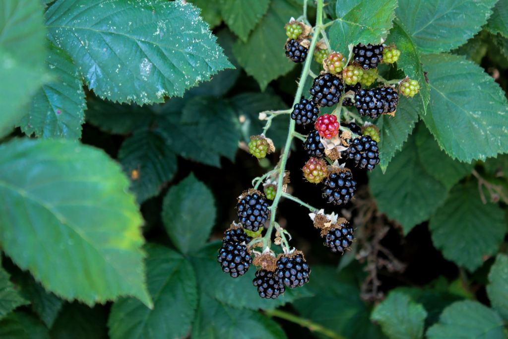 Blackberry bush