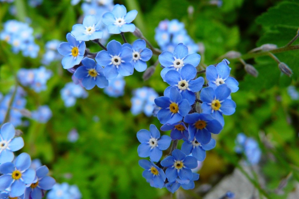 Blue forget-me-not flowers