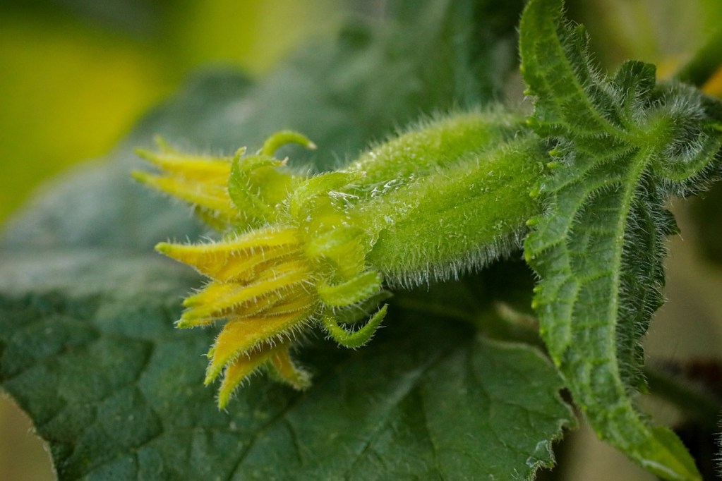 A cucumber flower bud.